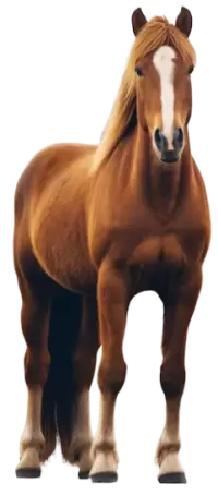 خيل للبيع في الامارات : أفضل الأسعار